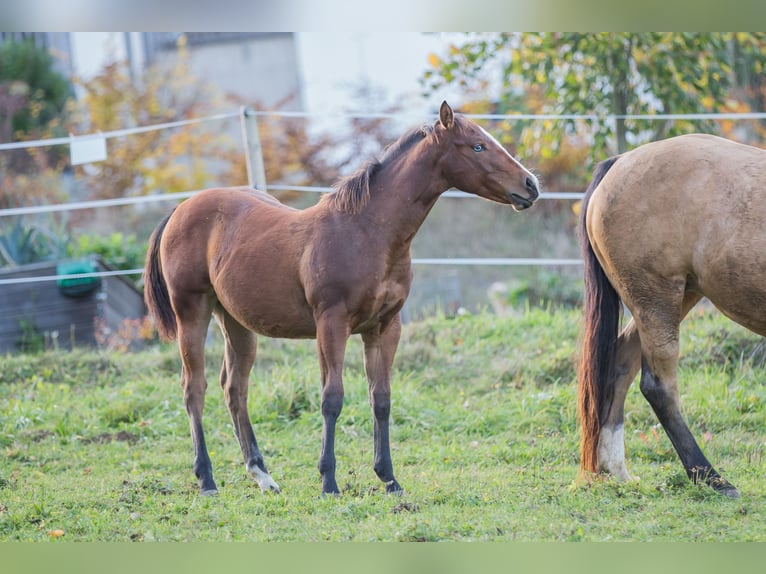 American Quarter Horse Stute Fohlen (04/2025) 148 cm Brauner in Oisnitz
