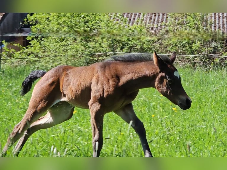 American Quarter Horse Stute  148 cm Brauner in Weilmünster