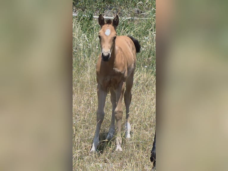 American Quarter Horse Stute Fohlen (06/2026) 148 cm Buckskin in Langenbach