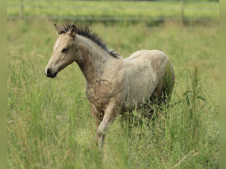 American Quarter Horse Stute  148 cm Buckskin in Waldshut-Tiengen
