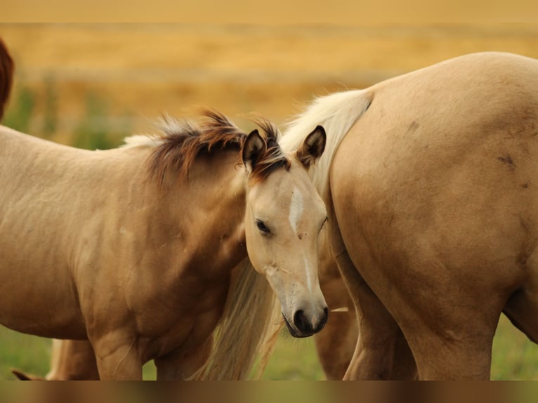 American Quarter Horse Stute Fohlen (03/2025) 148 cm Buckskin in Waldshut-Tiengen
