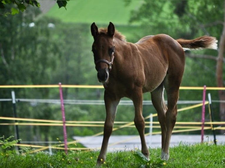 American Quarter Horse Stute  148 cm Dunkelfuchs in Mehlmeisel
