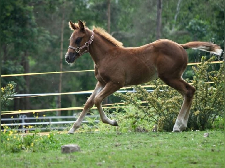 American Quarter Horse Stute  148 cm Dunkelfuchs in Mehlmeisel
