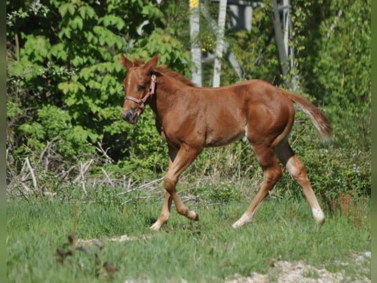 American Quarter Horse Stute  148 cm Dunkelfuchs in Mehlmeisel