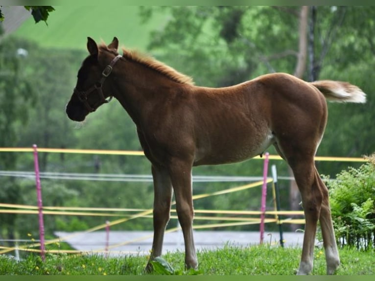 American Quarter Horse Stute  148 cm Dunkelfuchs in Mehlmeisel