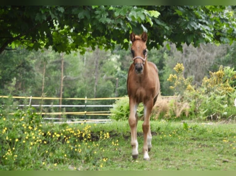 American Quarter Horse Stute  148 cm Dunkelfuchs in Mehlmeisel