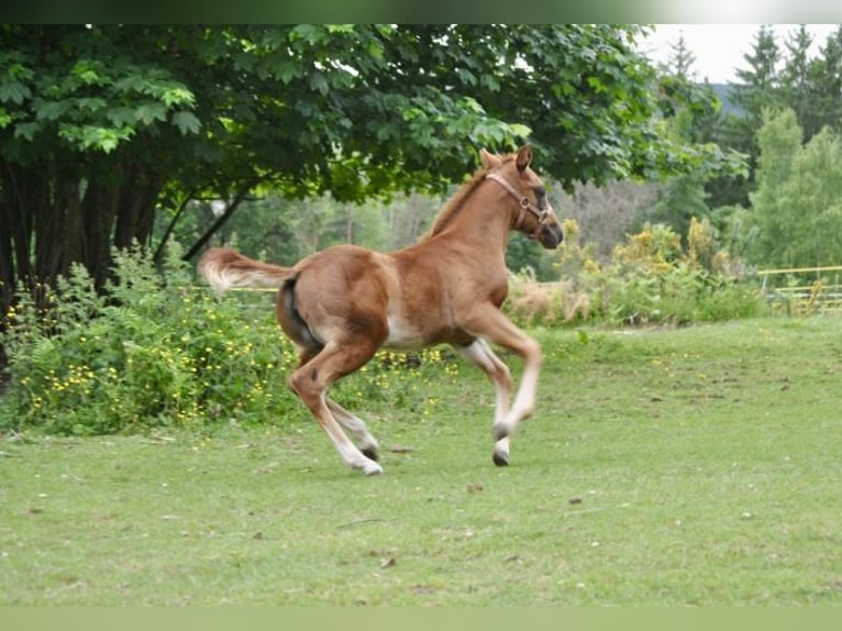 American Quarter Horse Stute  148 cm Dunkelfuchs in Mehlmeisel