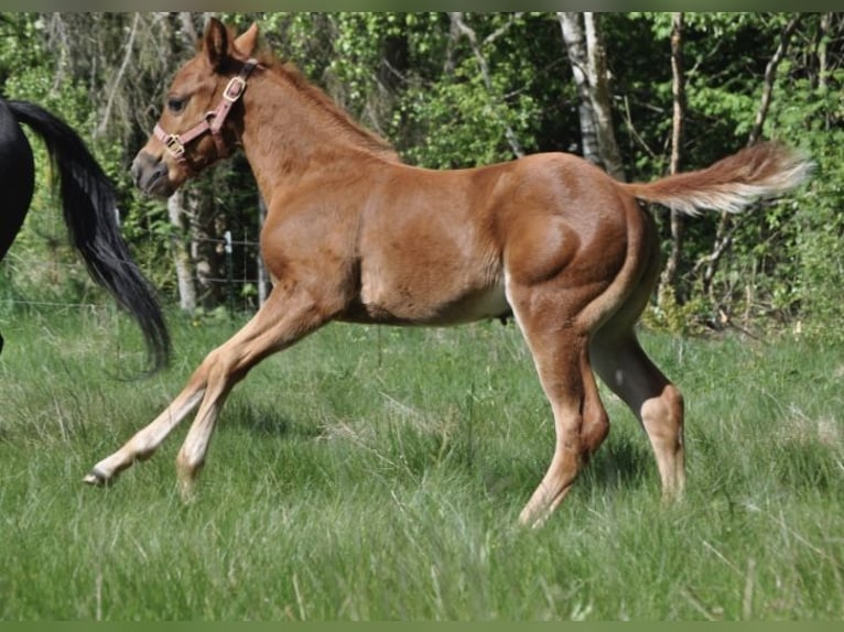 American Quarter Horse Stute  148 cm Dunkelfuchs in Mehlmeisel