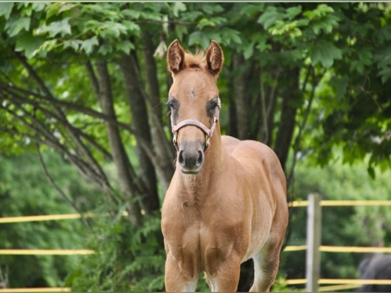 American Quarter Horse Stute  148 cm Dunkelfuchs in Mehlmeisel