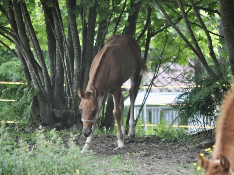 American Quarter Horse Stute  148 cm Dunkelfuchs in Mehlmeisel