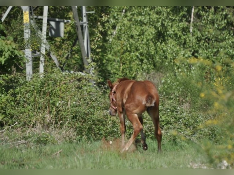 American Quarter Horse Stute  148 cm Dunkelfuchs in Mehlmeisel