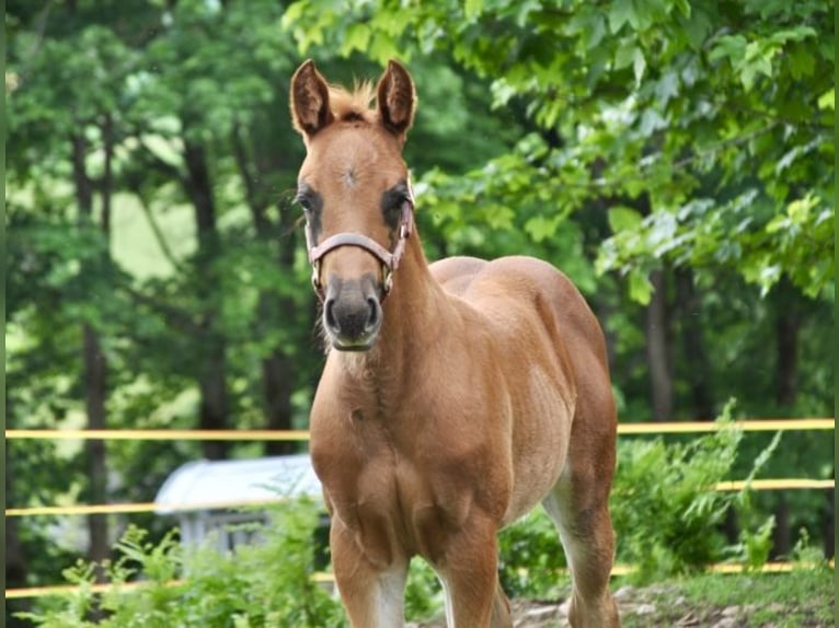American Quarter Horse Stute  148 cm Dunkelfuchs in Mehlmeisel