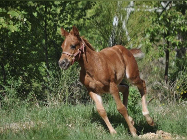 American Quarter Horse Stute  148 cm Dunkelfuchs in Mehlmeisel