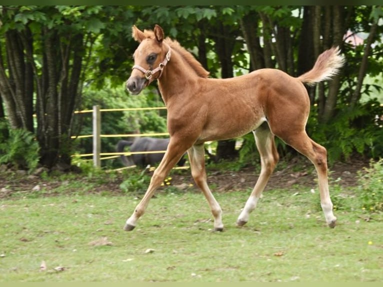 American Quarter Horse Stute  148 cm Dunkelfuchs in Mehlmeisel