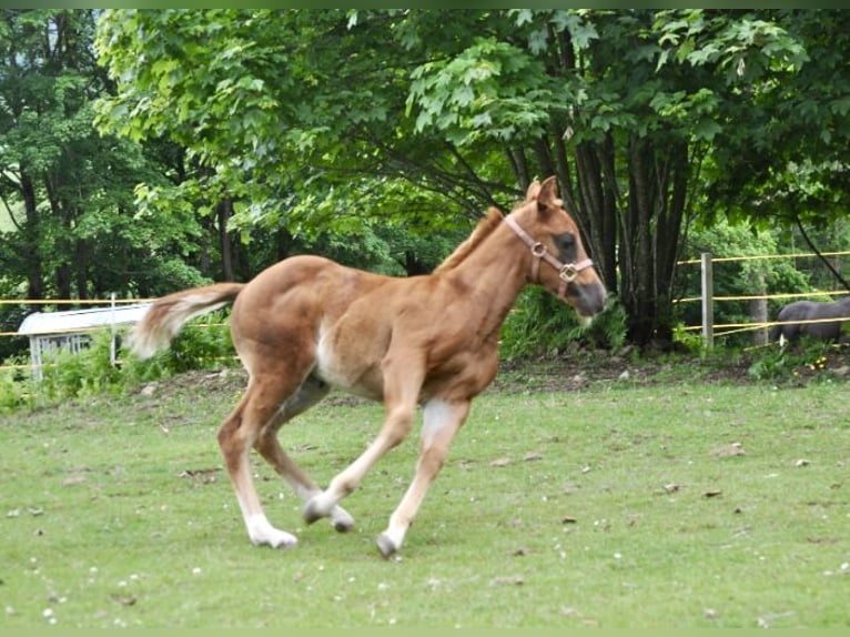 American Quarter Horse Stute  148 cm Dunkelfuchs in Mehlmeisel