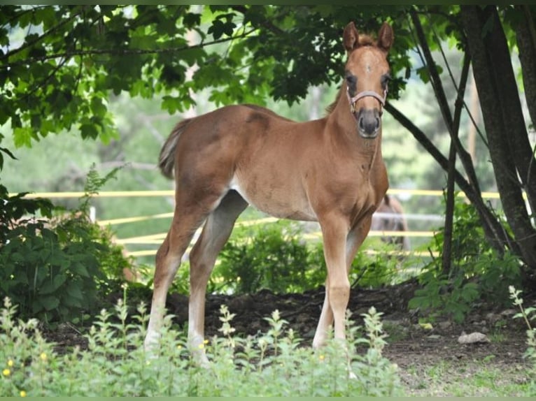 American Quarter Horse Stute  148 cm Dunkelfuchs in Mehlmeisel