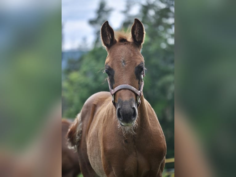 American Quarter Horse Stute  148 cm Dunkelfuchs in Mehlmeisel