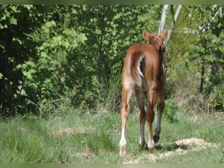 American Quarter Horse Stute  148 cm Dunkelfuchs in Mehlmeisel