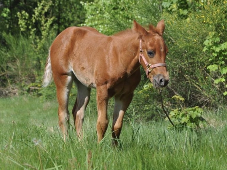 American Quarter Horse Stute  148 cm Dunkelfuchs in Mehlmeisel