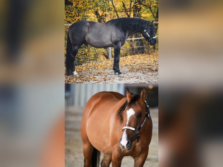 American Quarter Horse Stute Fohlen (03/2026) 148 cm Grullo in Brezje