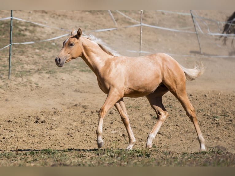 American Quarter Horse Stute Fohlen (05/2026) 148 cm Palomino in St Josef