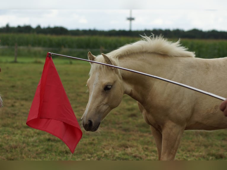 American Quarter Horse Stute Fohlen (03/2025) 148 cm Palomino in Linsburg
