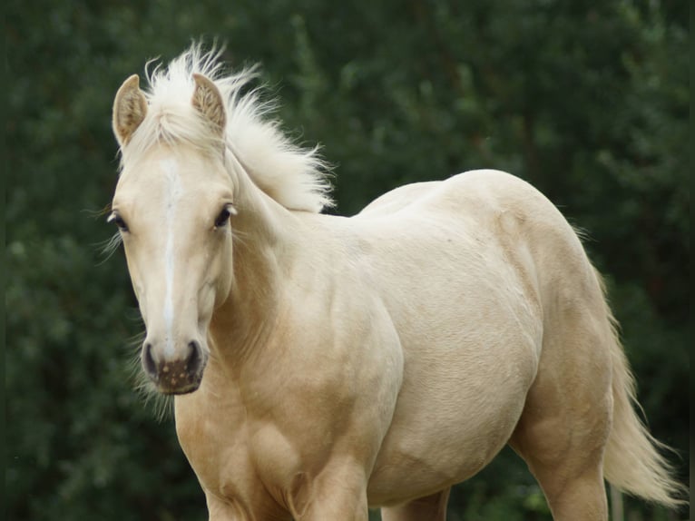 American Quarter Horse Stute Fohlen (03/2025) 148 cm Palomino in Linsburg