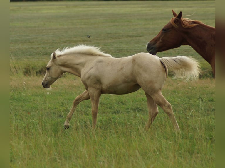 American Quarter Horse Stute Fohlen (03/2025) 148 cm Palomino in Linsburg