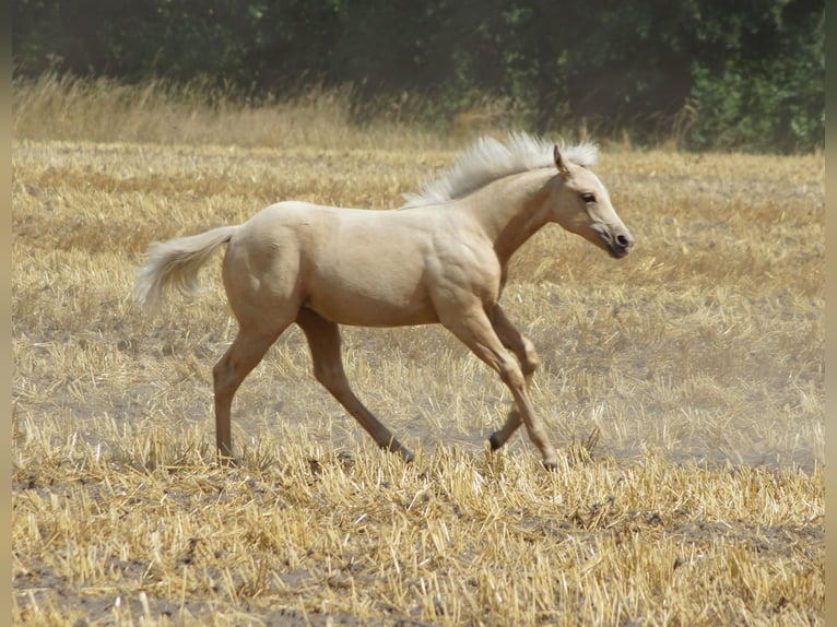 American Quarter Horse Stute Fohlen (03/2025) 148 cm Palomino in Linsburg