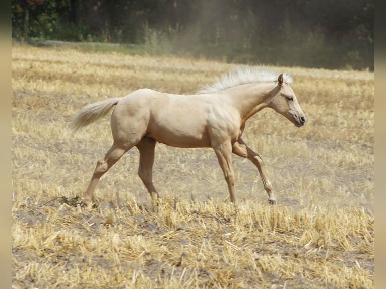 American Quarter Horse Stute Fohlen (03/2025) 148 cm Palomino in Linsburg