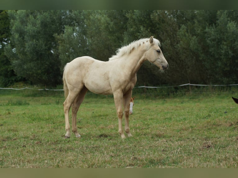 American Quarter Horse Stute Fohlen (03/2025) 148 cm Palomino in Linsburg