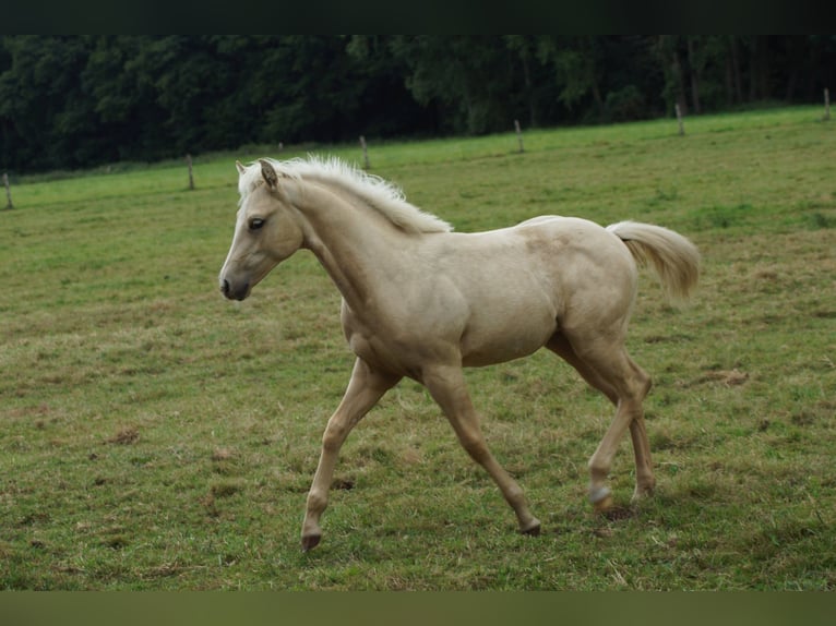 American Quarter Horse Stute Fohlen (03/2025) 148 cm Palomino in Linsburg