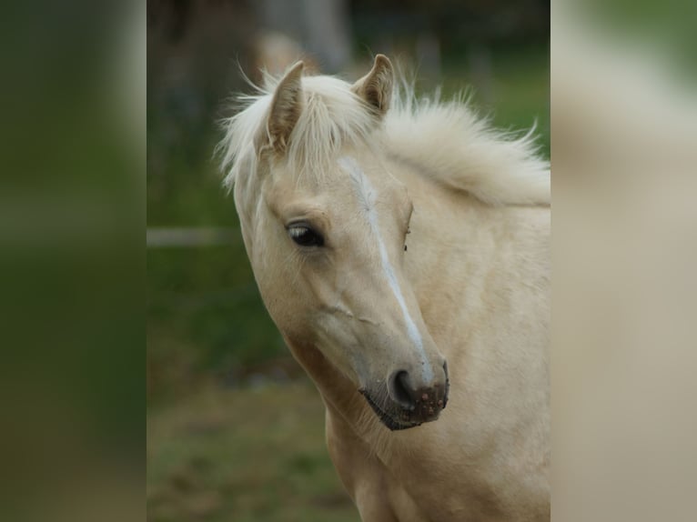 American Quarter Horse Stute Fohlen (03/2025) 148 cm Palomino in Linsburg