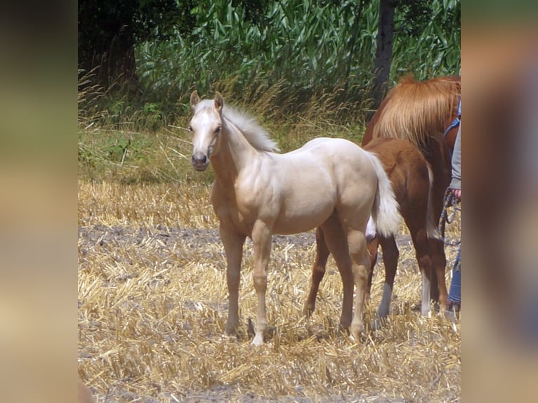 American Quarter Horse Stute Fohlen (03/2025) 148 cm Palomino in Linsburg