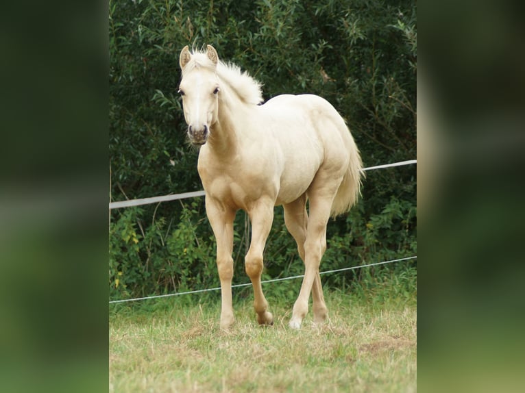 American Quarter Horse Stute Fohlen (03/2025) 148 cm Palomino in Linsburg