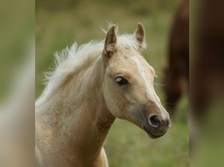 American Quarter Horse Stute Fohlen (03/2025) 148 cm Palomino in Linsburg
