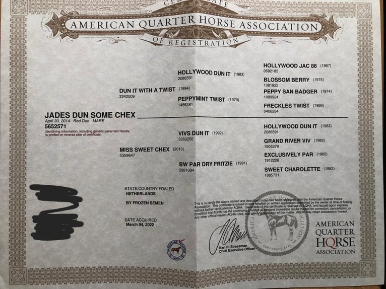 American Quarter Horse Stute Fohlen (04/2026) 148 cm Red Dun in Steinen