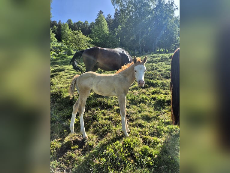 American Quarter Horse Stute Fohlen (04/2026) 148 cm Red Dun in Steinen