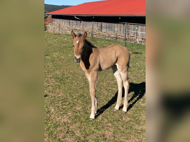 American Quarter Horse Stute  148 cm Red Dun in Erbendorf