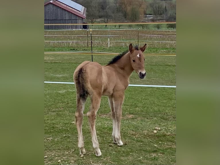 American Quarter Horse Stute  148 cm Red Dun in Erbendorf