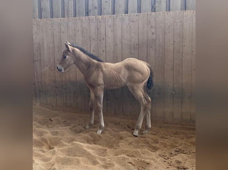 American Quarter Horse Stute  148 cm Red Dun in Erbendorf