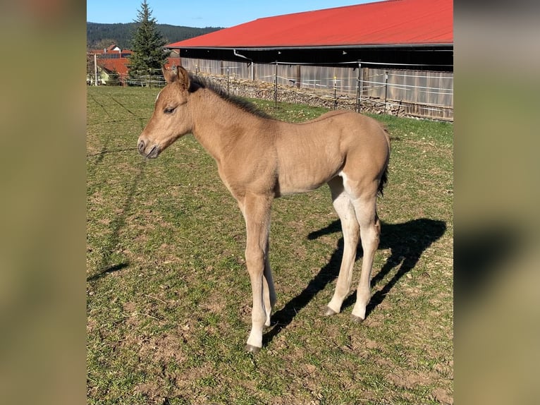 American Quarter Horse Stute  148 cm Red Dun in Erbendorf