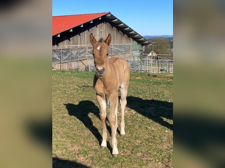 American Quarter Horse Stute  148 cm Red Dun in Erbendorf