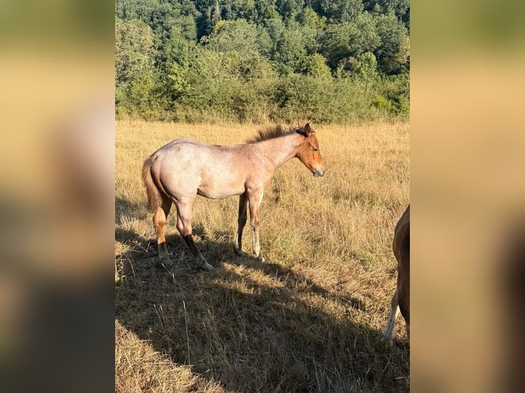 American Quarter Horse Stute Fohlen (04/2026) 148 cm Roan-Bay in Daleiden