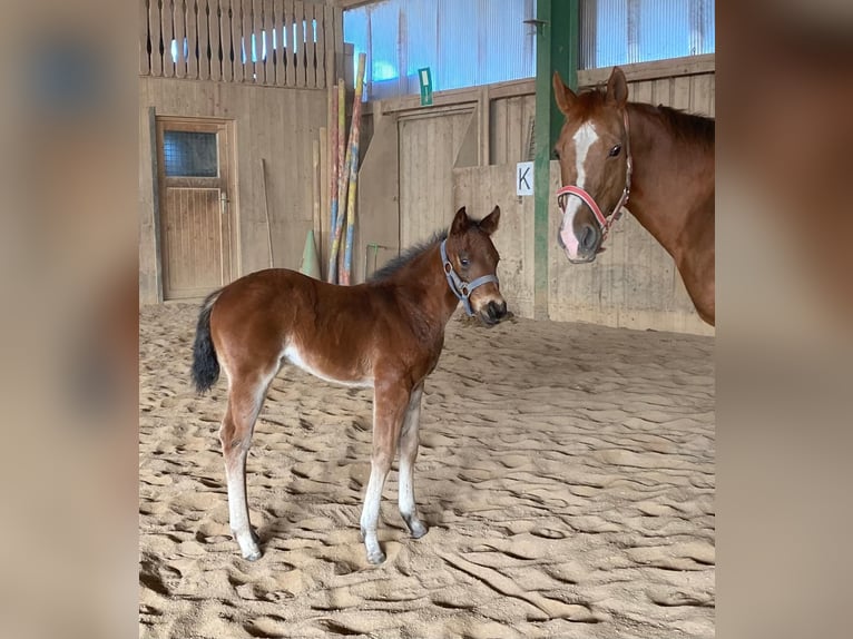 American Quarter Horse Stute  148 cm Roan-Bay in Erbendorf