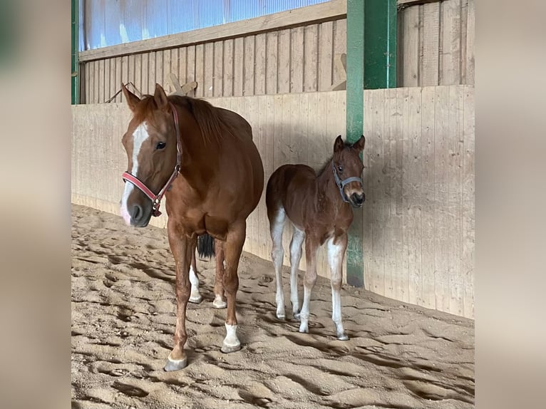 American Quarter Horse Stute  148 cm Roan-Bay in Erbendorf