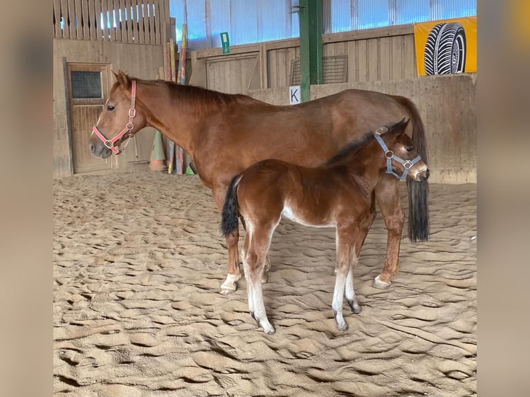 American Quarter Horse Stute  148 cm Roan-Bay in Erbendorf