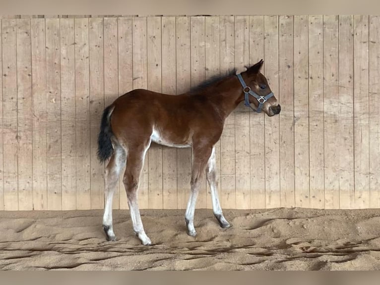 American Quarter Horse Stute  148 cm Roan-Bay in Erbendorf
