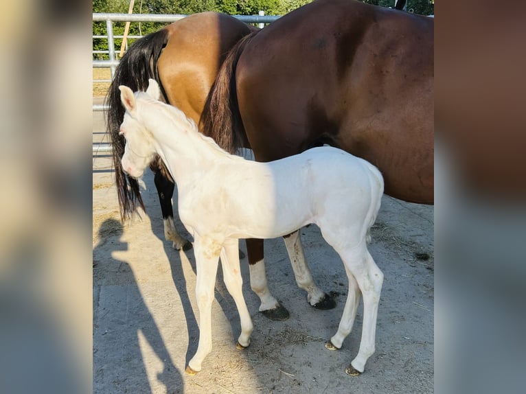 American Quarter Horse Stute  148 cm in Niederwerrn