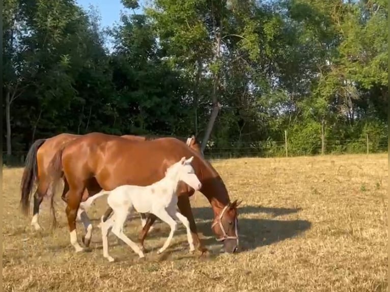 American Quarter Horse Stute  148 cm in Niederwerrn